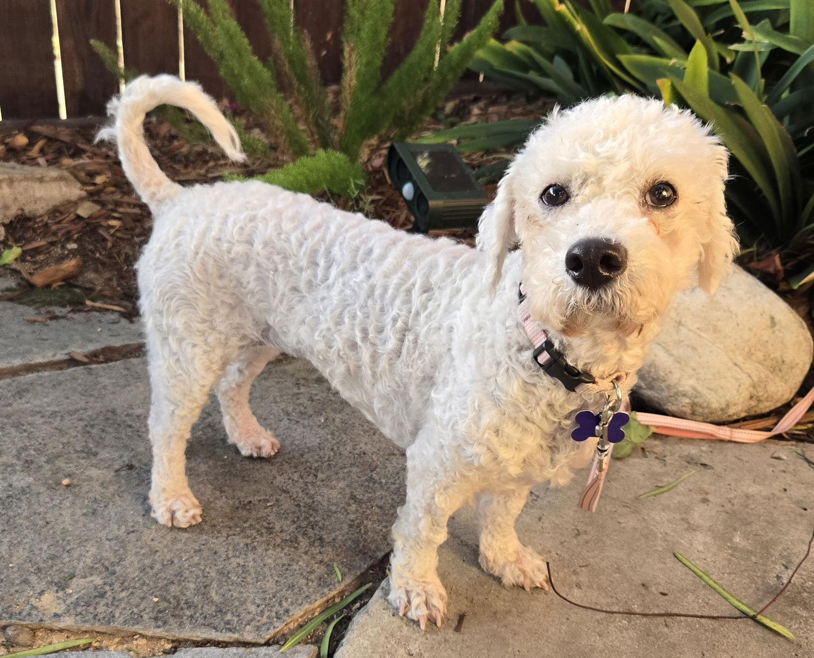 Enlarge Maddie, a Adopted mixed breed in Los Angeles, CA image 1/3