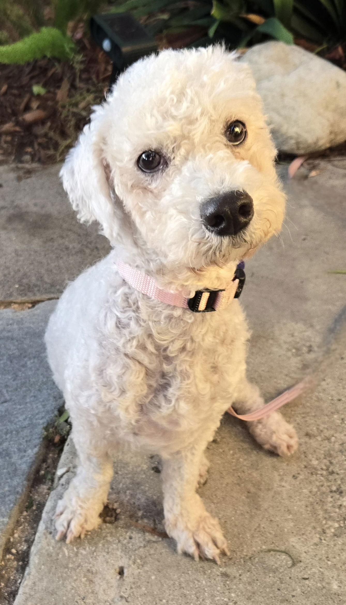 Enlarge Maddie, a Adopted mixed breed in Los Angeles, CA image 2/3
