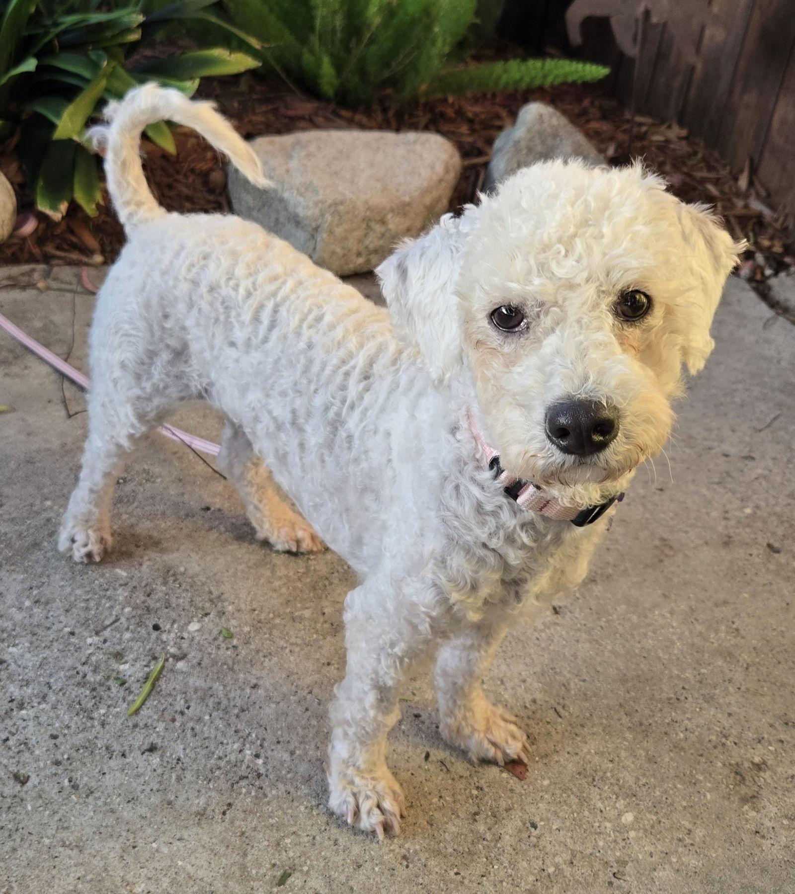 Enlarge Maddie, a Adopted mixed breed in Los Angeles, CA image 3/3