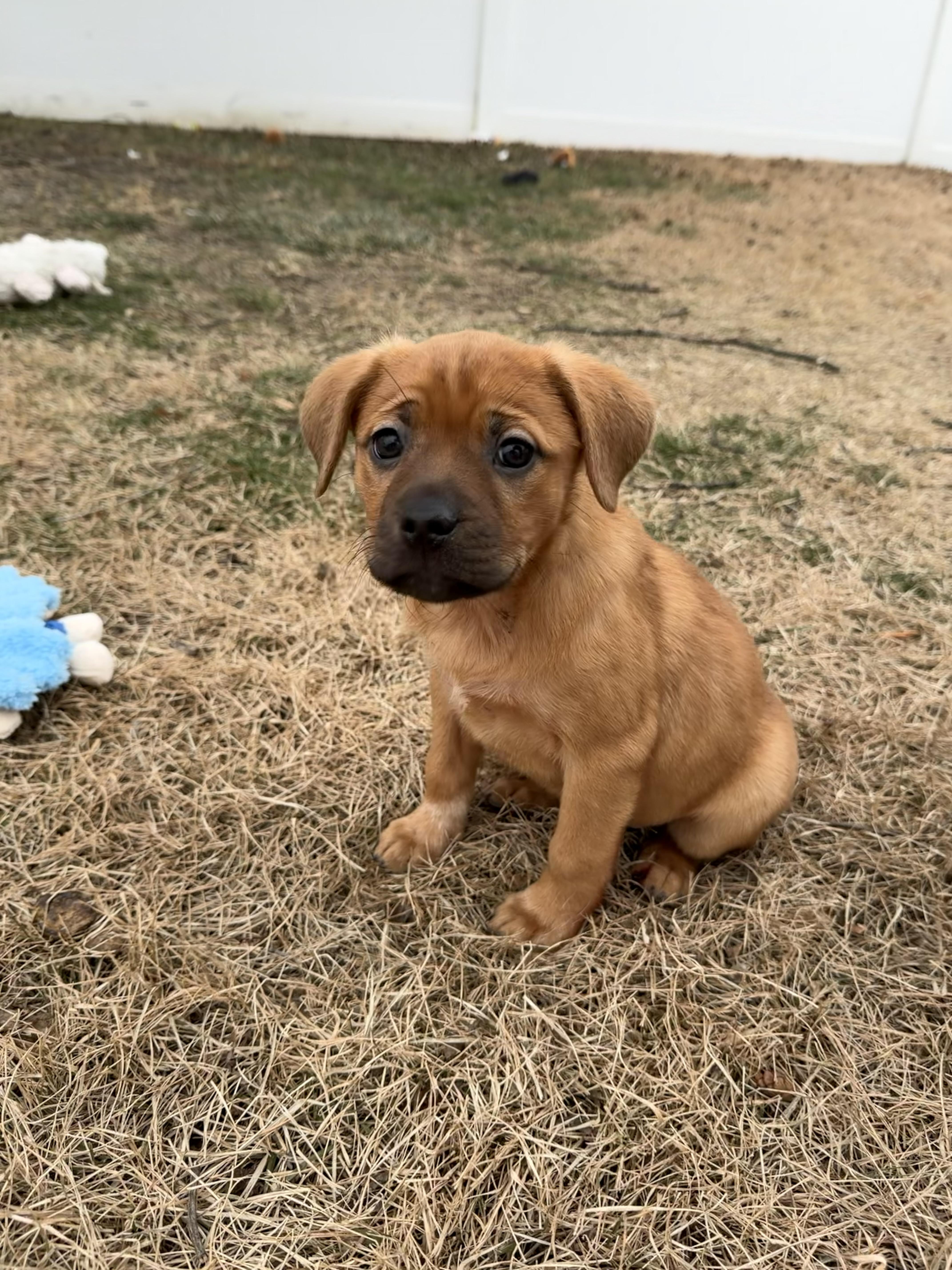 Hope, Adoptable, Puppy Female Hound.
