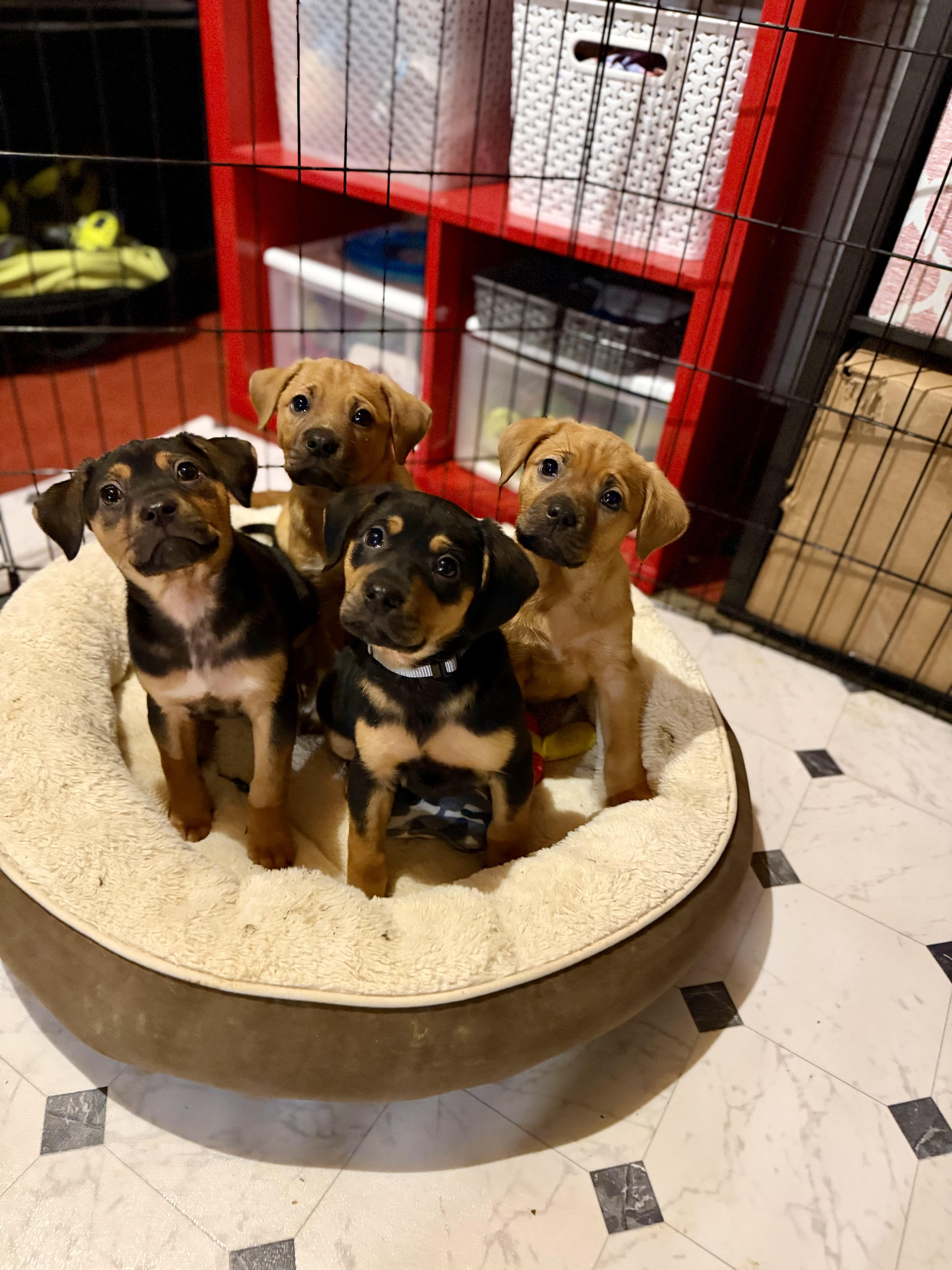 Enlarge Hope, a Adoptable Hound in Berlin, NJ image 2/3