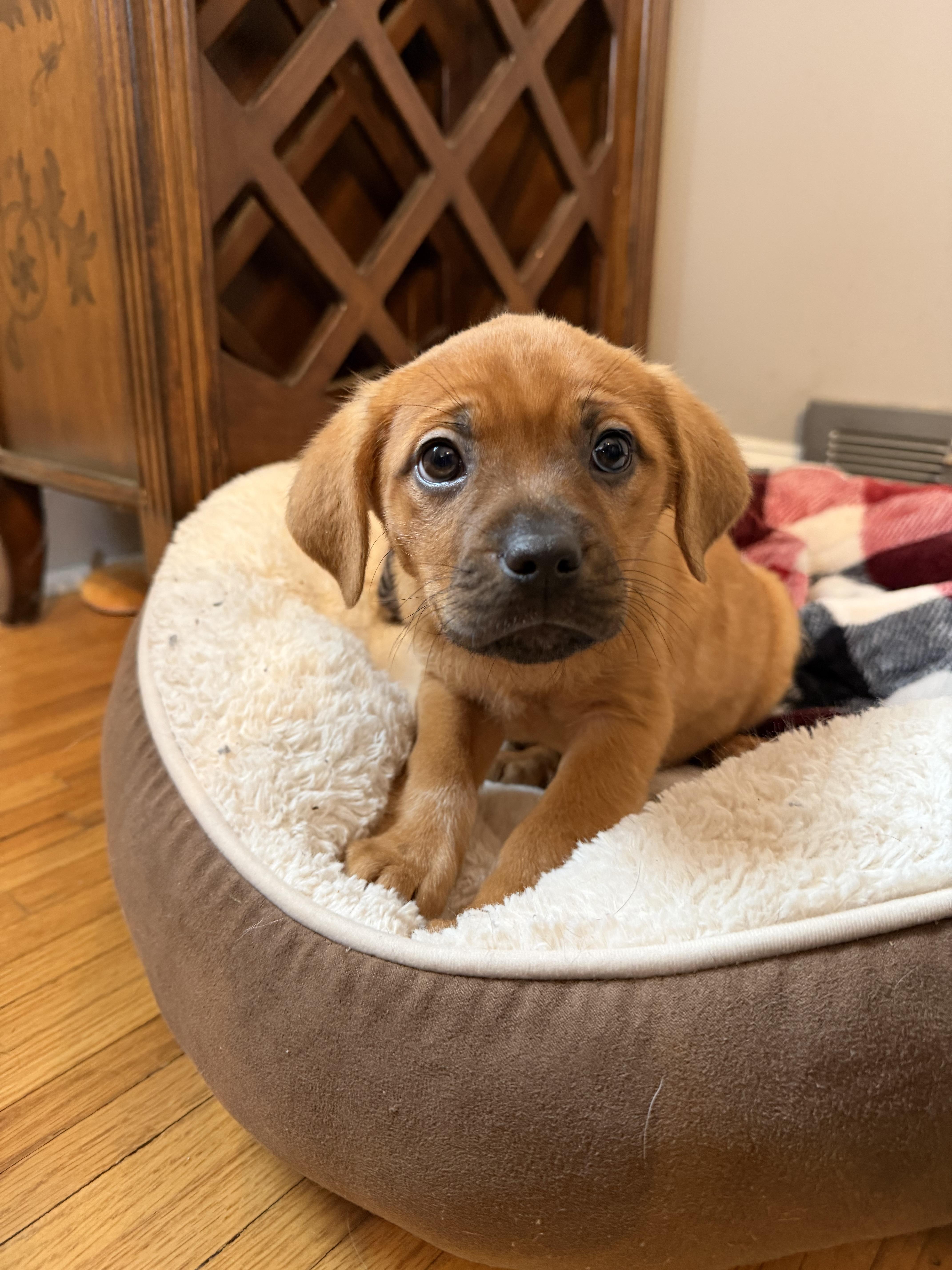 Enlarge Hope, a Adoptable Hound in Berlin, NJ image 3/3