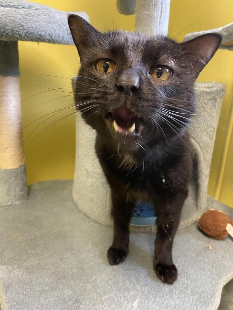Power, a Adoptable mixed breed in Maumelle, AR image 1/6