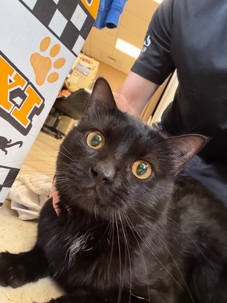 Power, Adoptable, Young Male Domestic Short Hair.