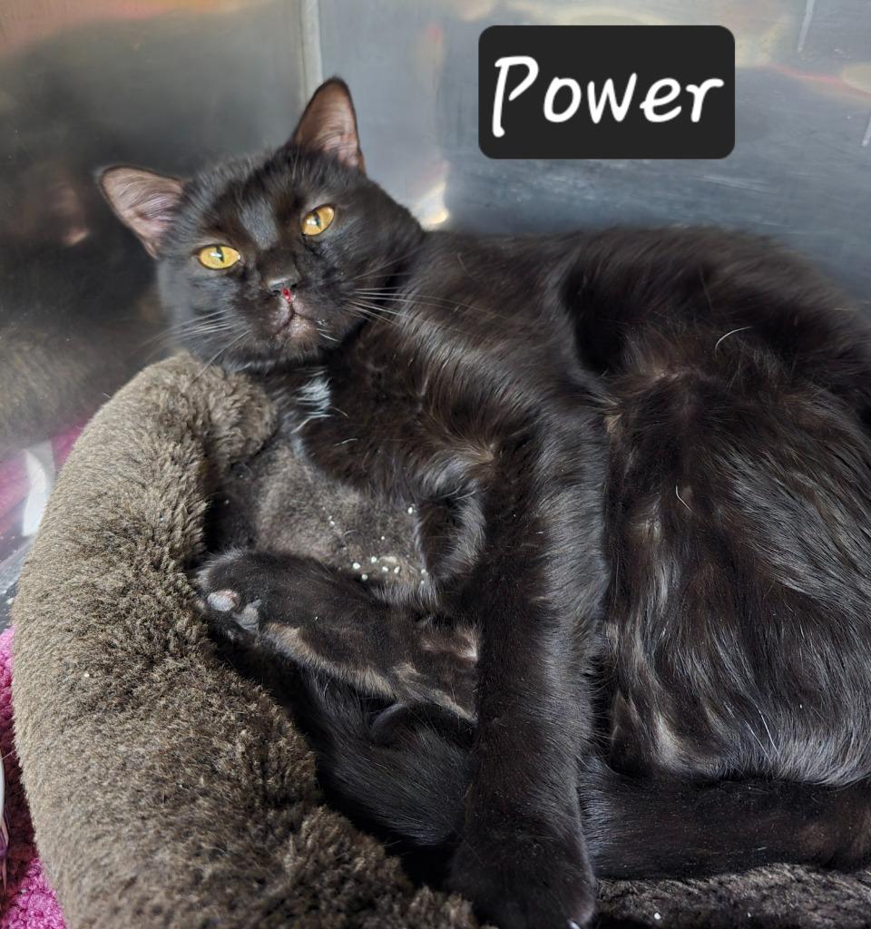 Power, a Adoptable mixed breed in Maumelle, AR image 5/6