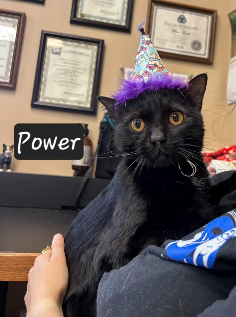 Power, a Adoptable mixed breed in Maumelle, AR image 5/6