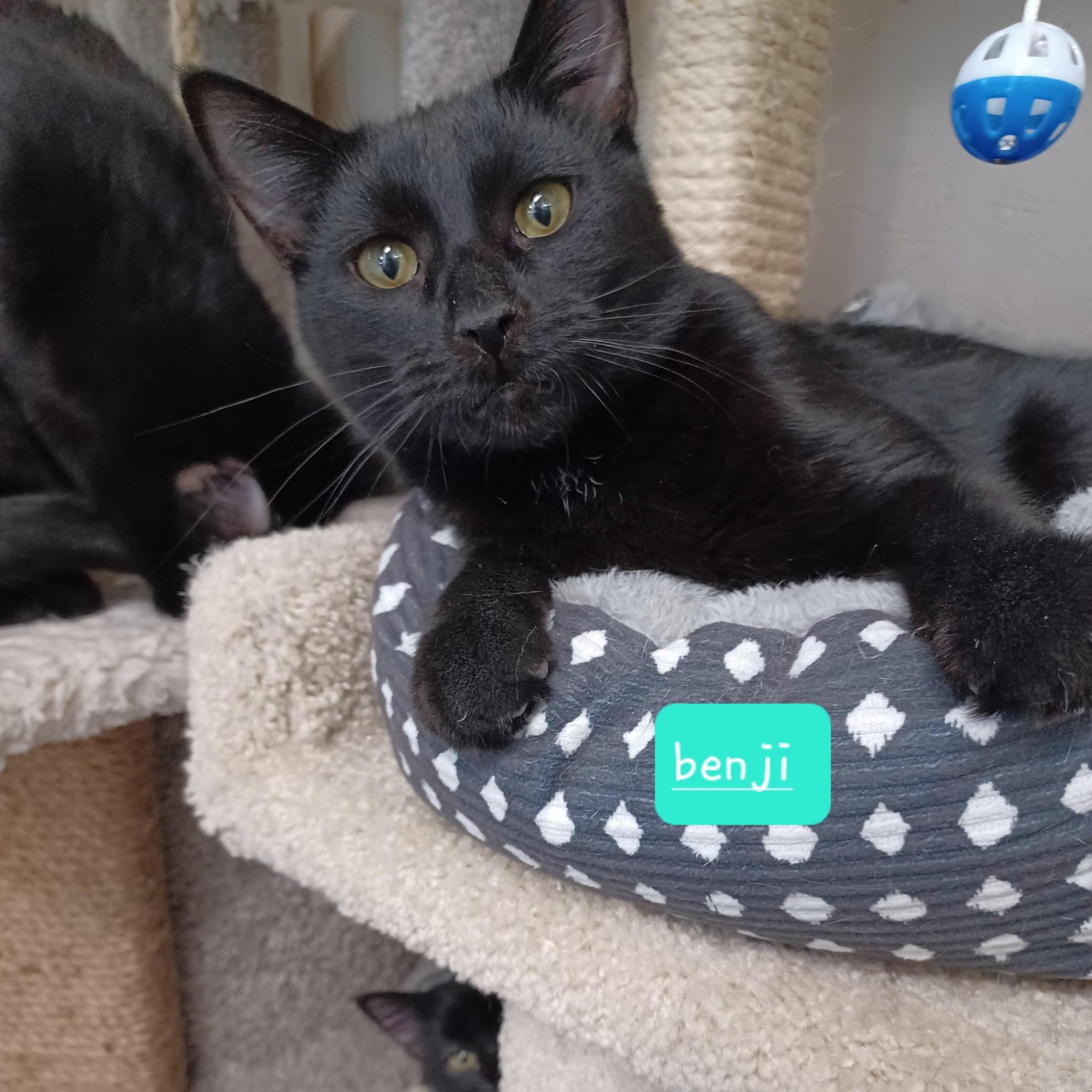 Benji, a Adoptable Domestic Short Hair in Walworth, WI image 2/3