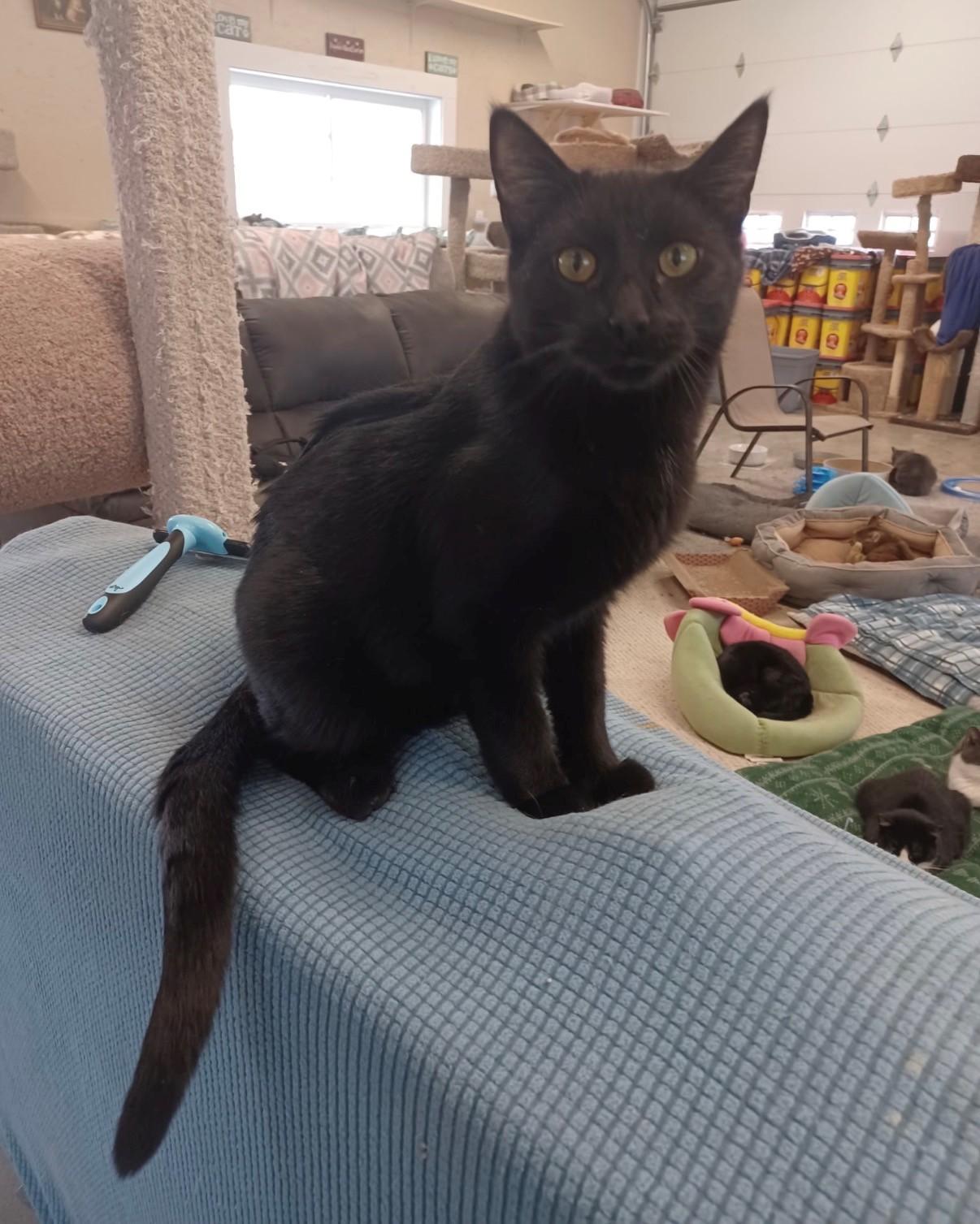 Benji, a Adoptable Domestic Short Hair in Walworth, WI image 1/3