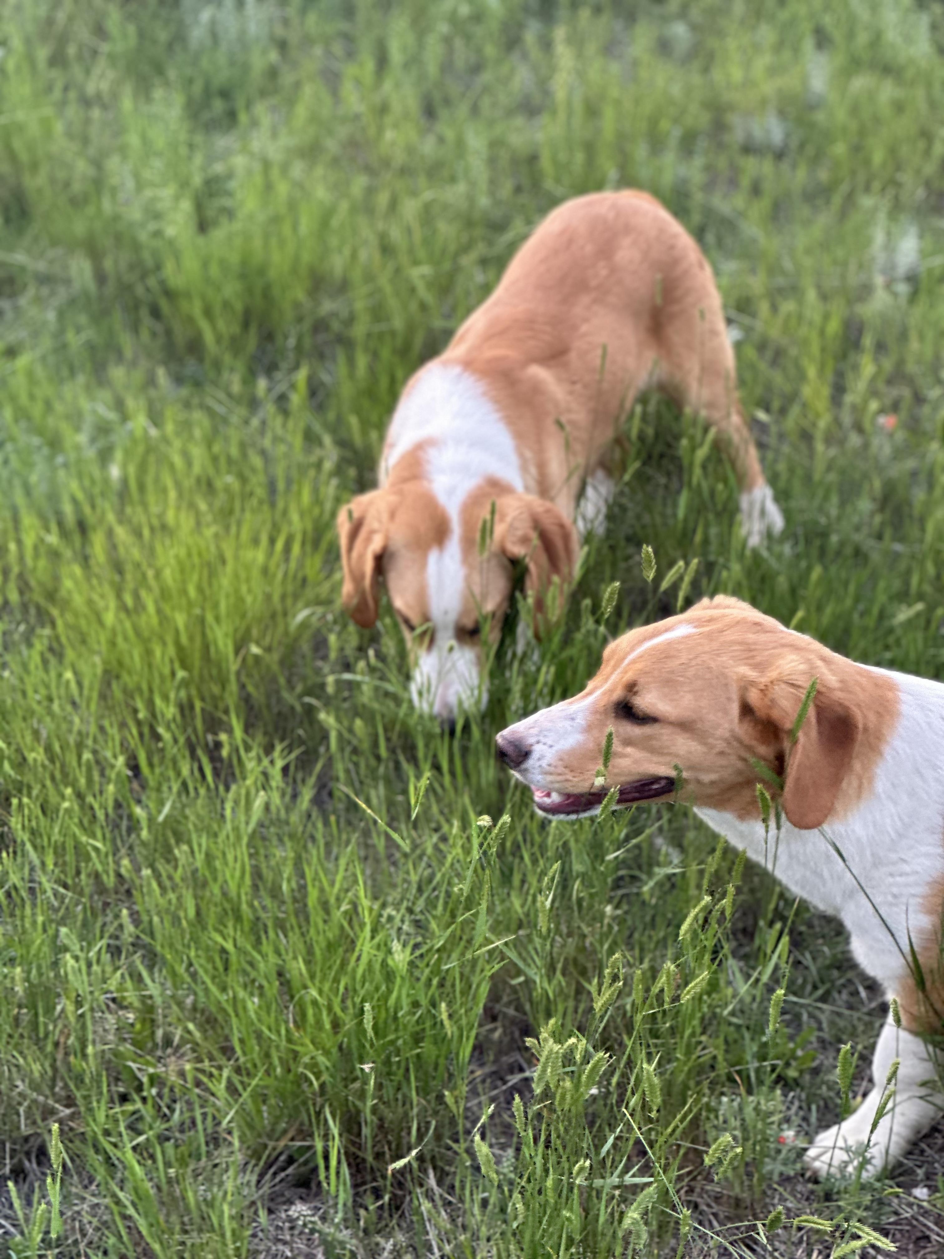Bently (Strip), a Adoptable mixed breed image 3/6