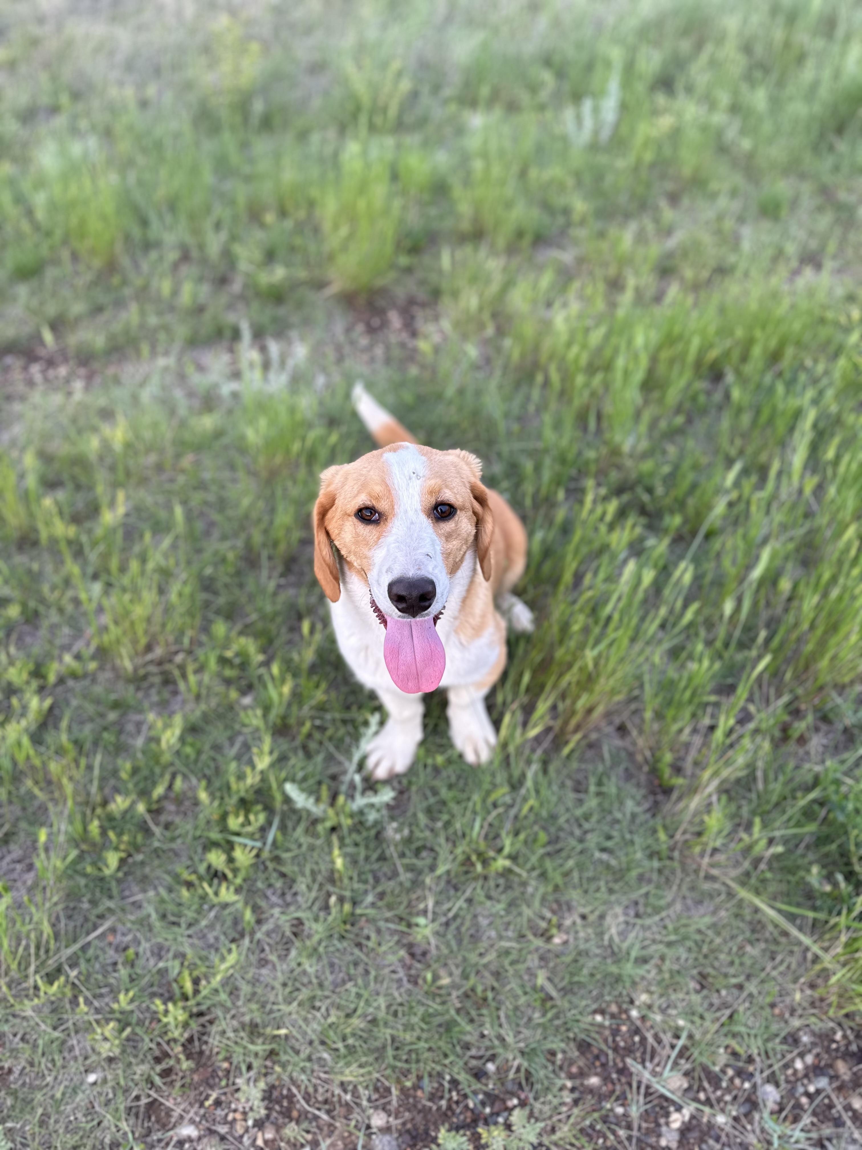 Bently (Strip), a Adoptable mixed breed image 1/6