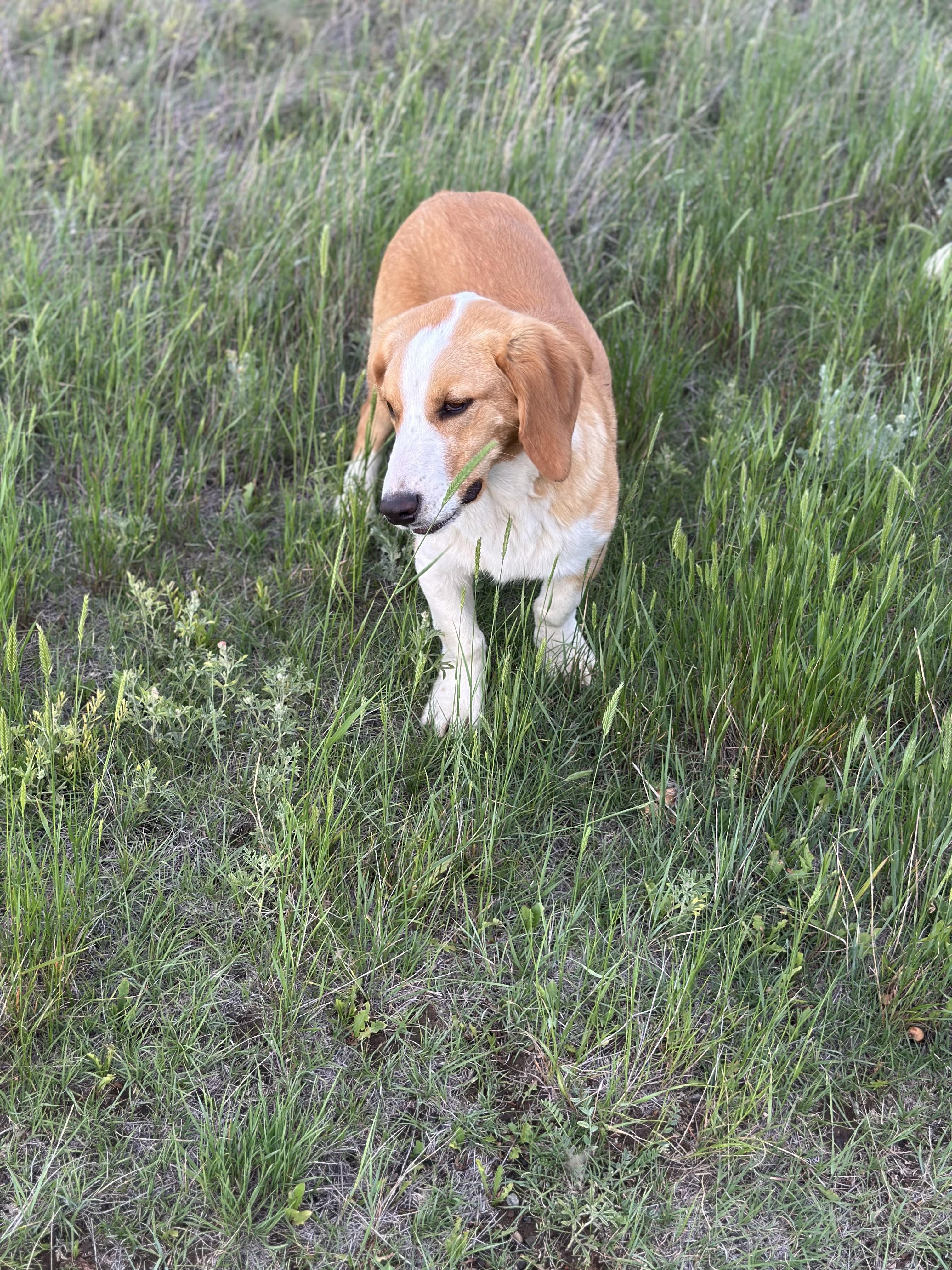 Bently (Strip), a Adoptable mixed breed image 5/6