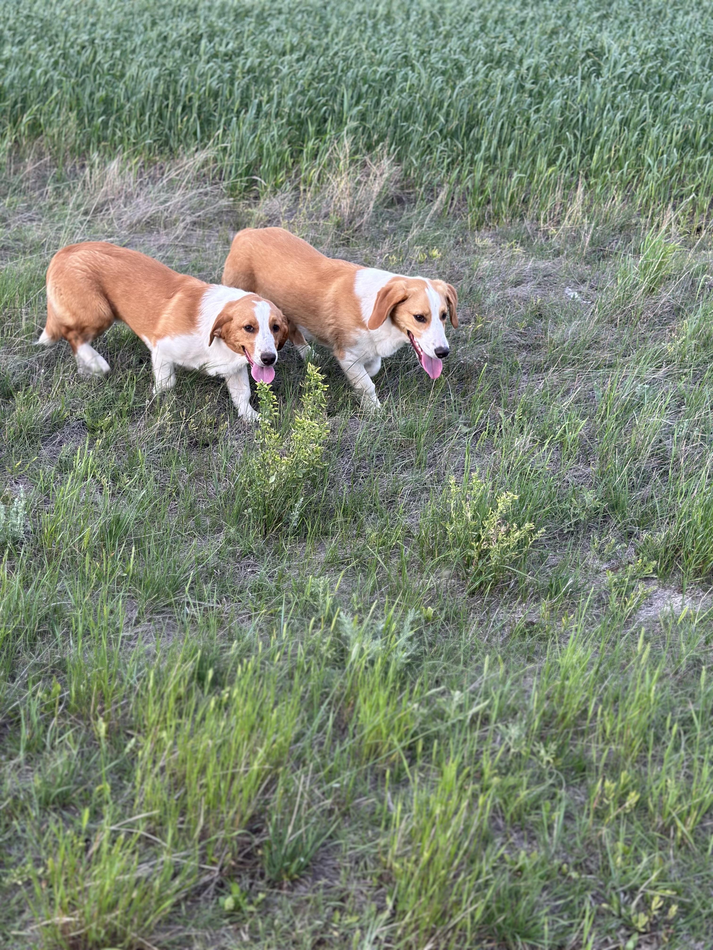 Bently (Strip), a Adoptable mixed breed image 4/6