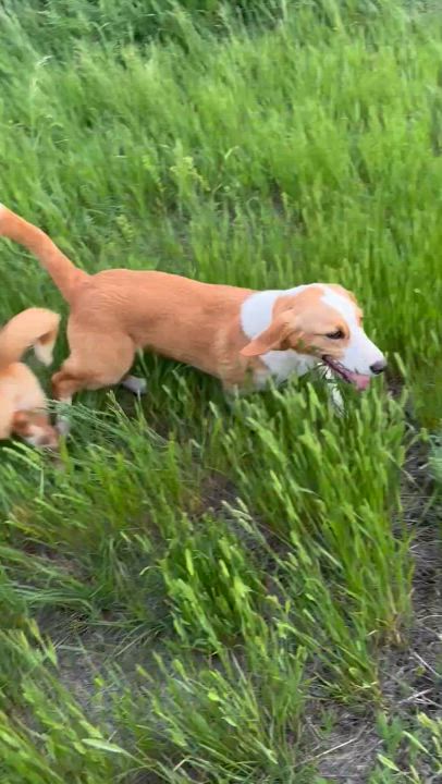 Enlarge Bently (Strip), a Adoptable mixed breed video 2/6