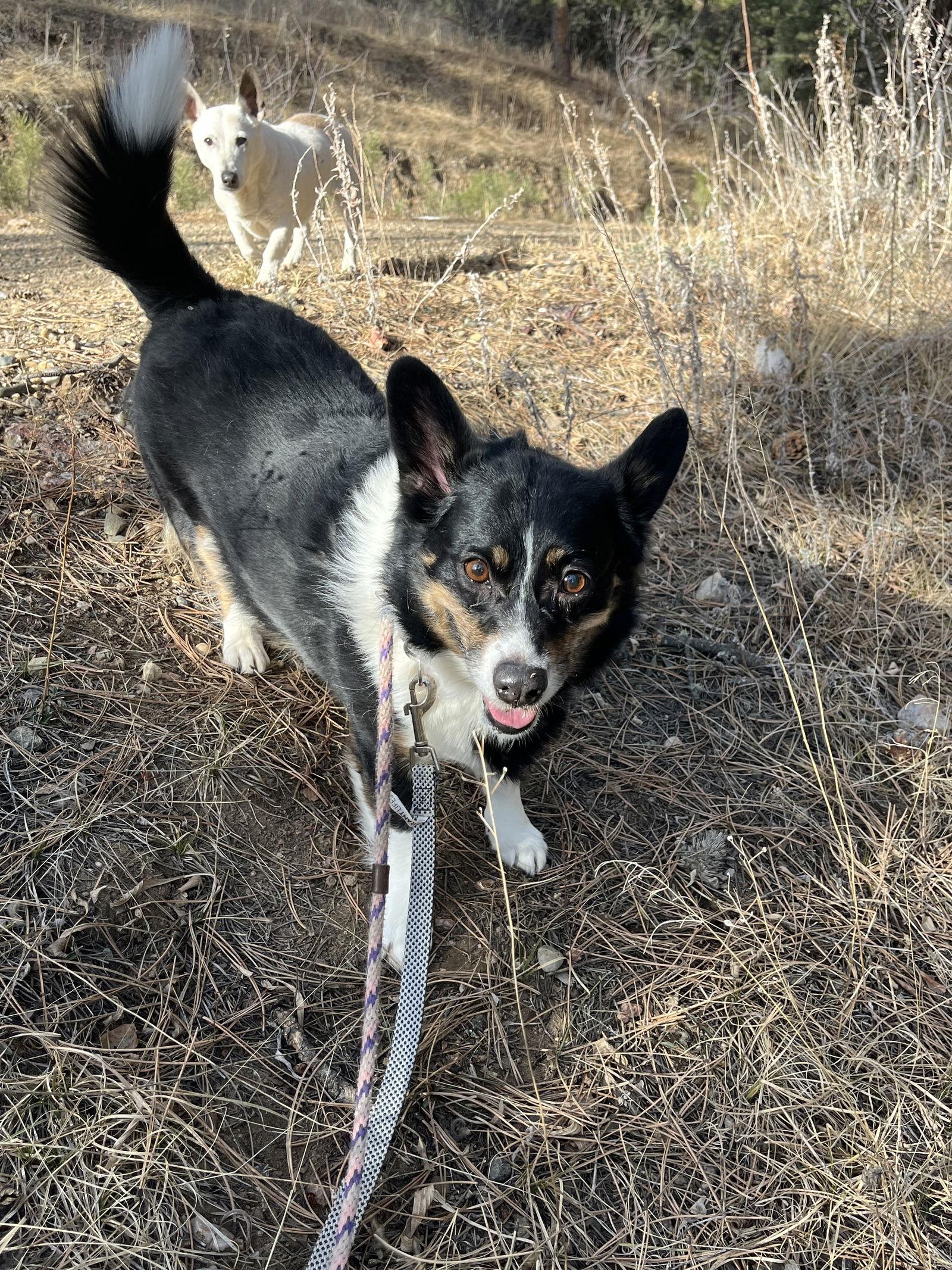 Enlarge Aspen, a Adoptable mixed breed in Denver, CO image 3/3