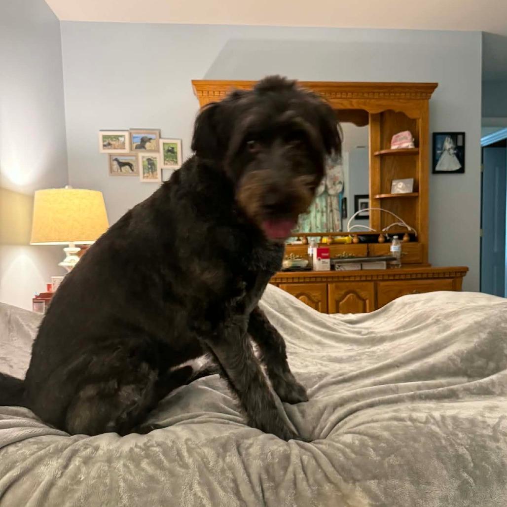 Indie, Adoptable, Adult Male Standard Poodle & Australian Shepherd.