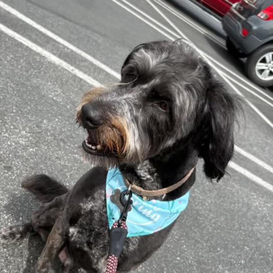 Enlarge Indie, a Adoptable mixed breed in Jarrettsville, MD image 2/4