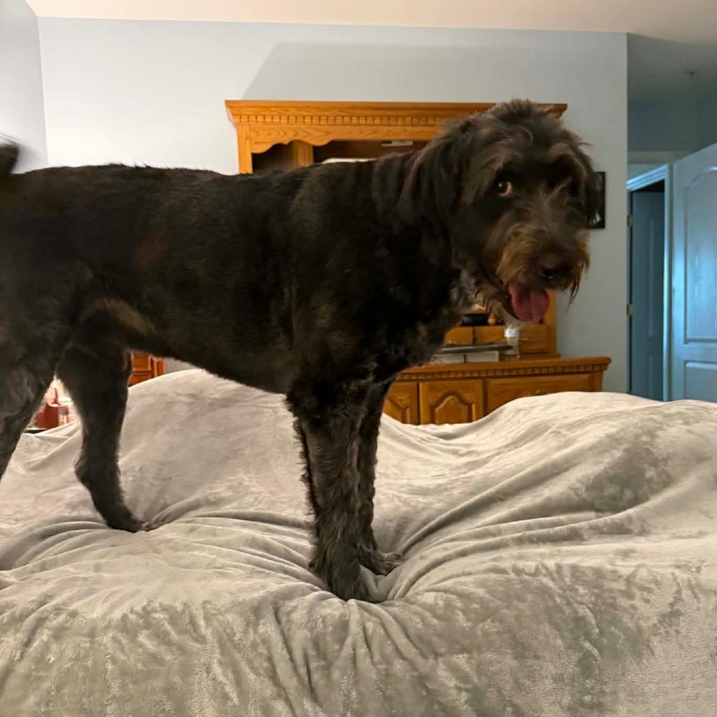 Enlarge Indie, a Adoptable mixed breed in Jarrettsville, MD image 3/4