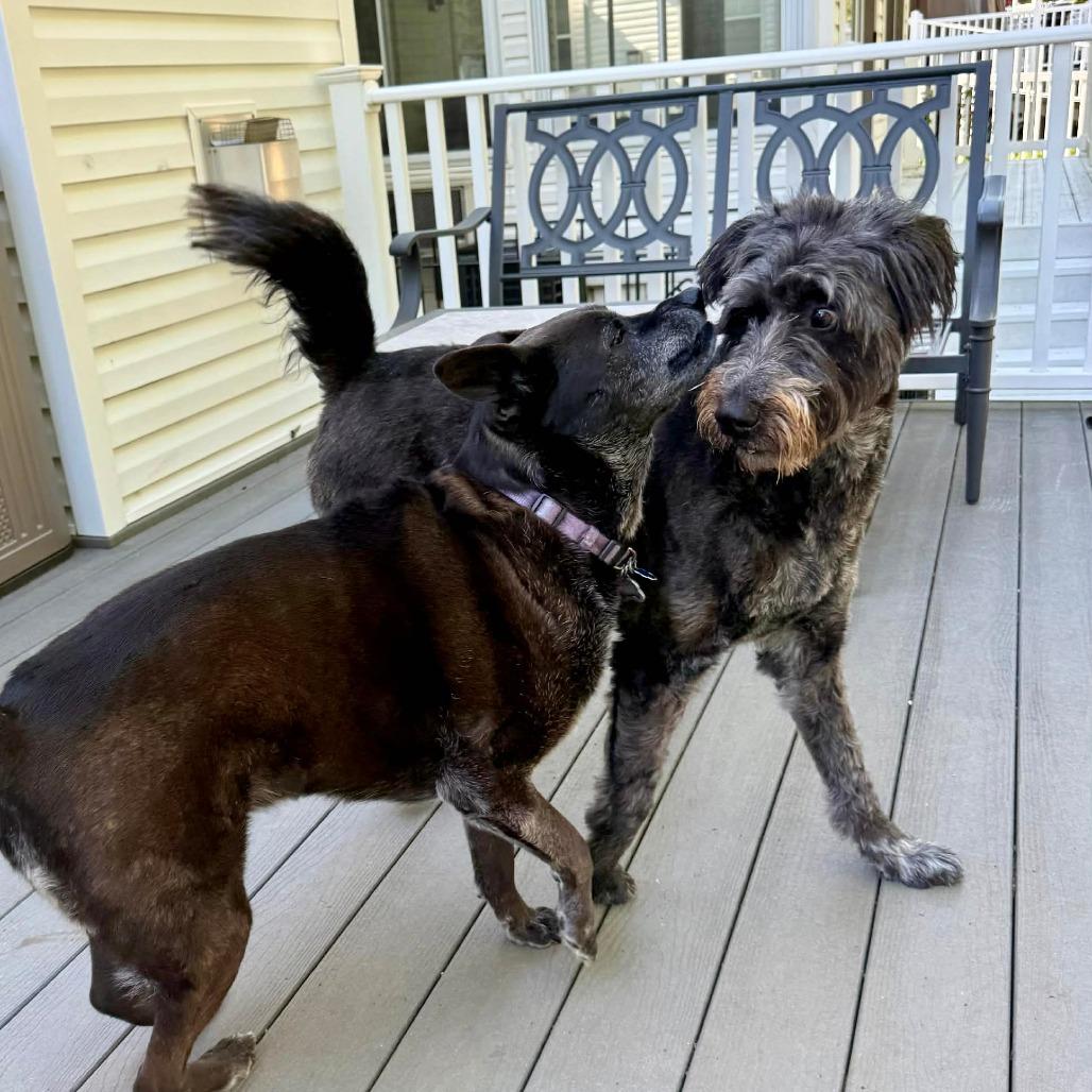 Enlarge Indie, a Adoptable mixed breed in Jarrettsville, MD image 4/4