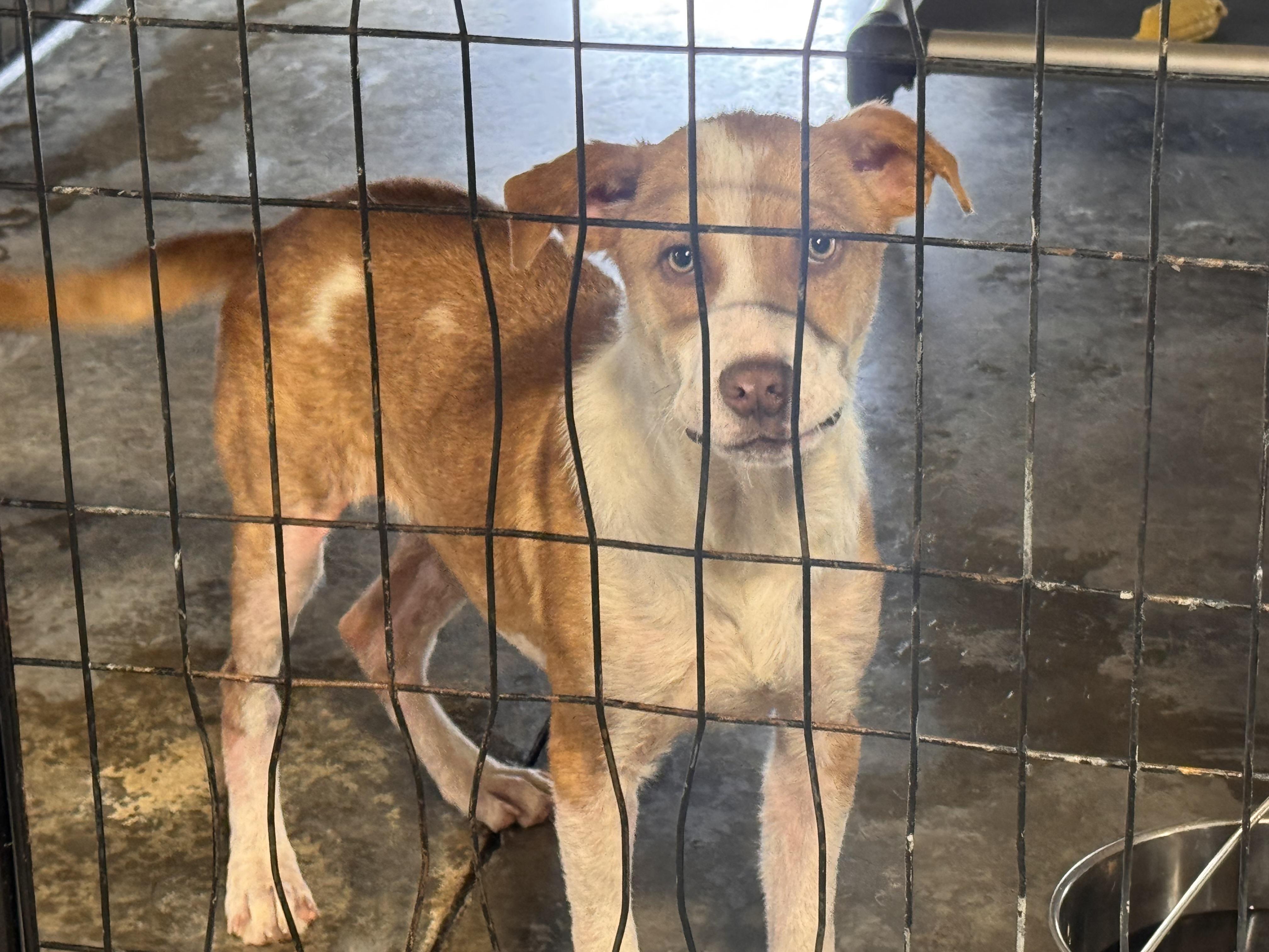 Enlarge Gus, a ADOPTABLE mixed breed in Newfoundland, NJ image 2/6