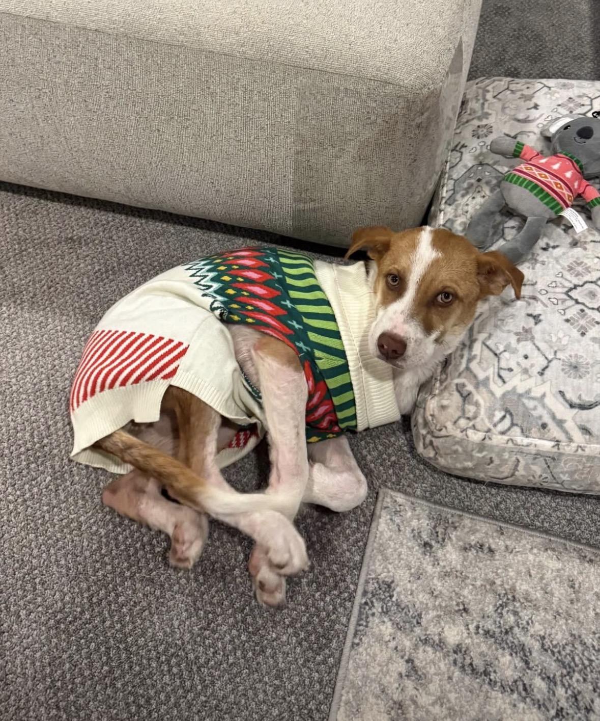 Gus, ADOPTABLE, Puppy Male Mountain Cur & Terrier.