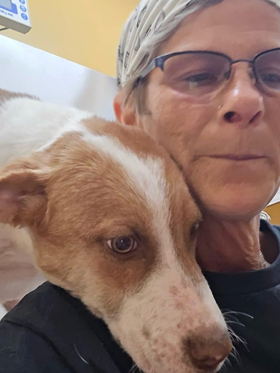 Enlarge Gus, a ADOPTABLE mixed breed in Newfoundland, NJ image 4/6