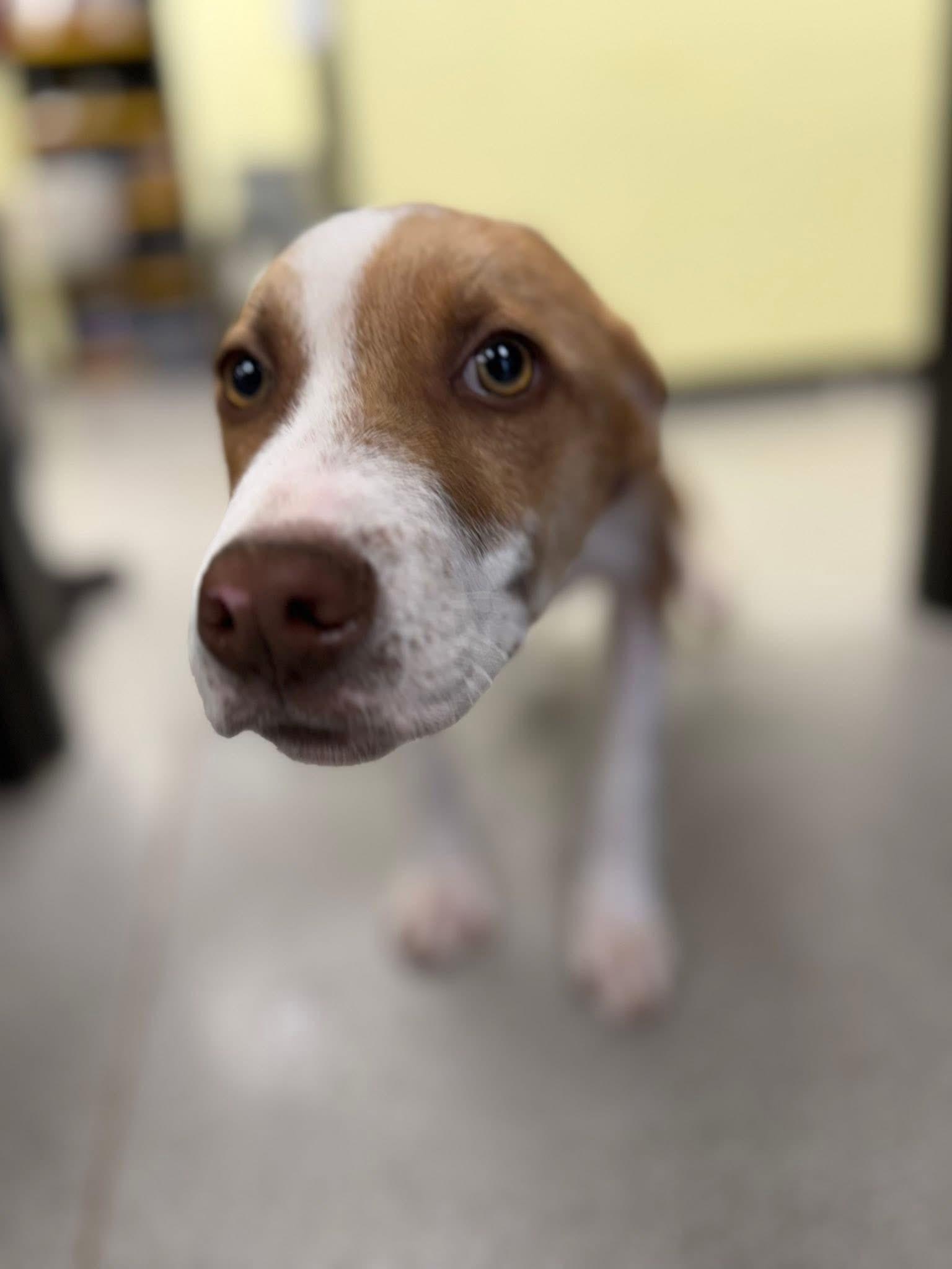 Enlarge Gus, a ADOPTABLE mixed breed in Newfoundland, NJ image 5/6