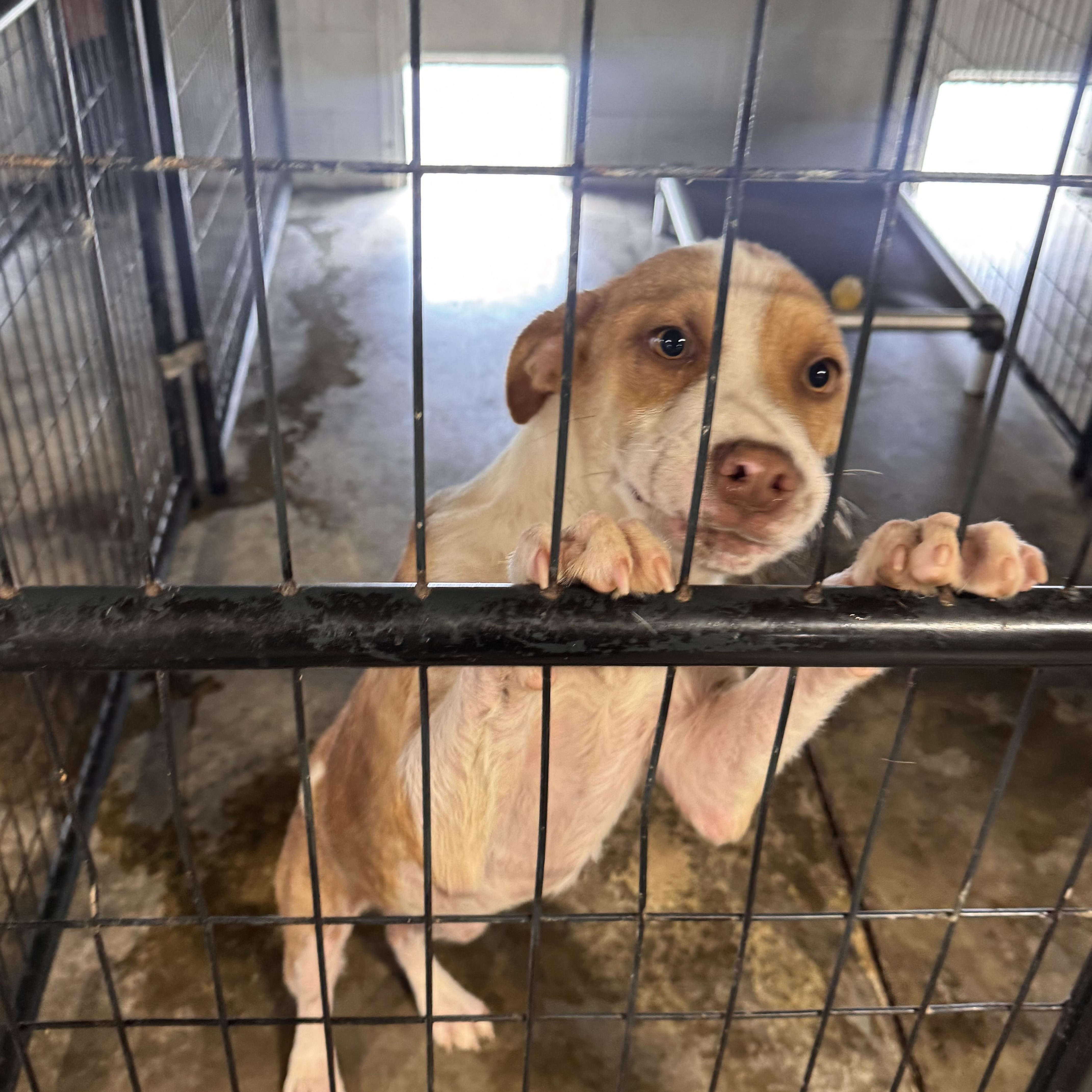 Enlarge Gus, a ADOPTABLE mixed breed in Newfoundland, NJ image 6/6