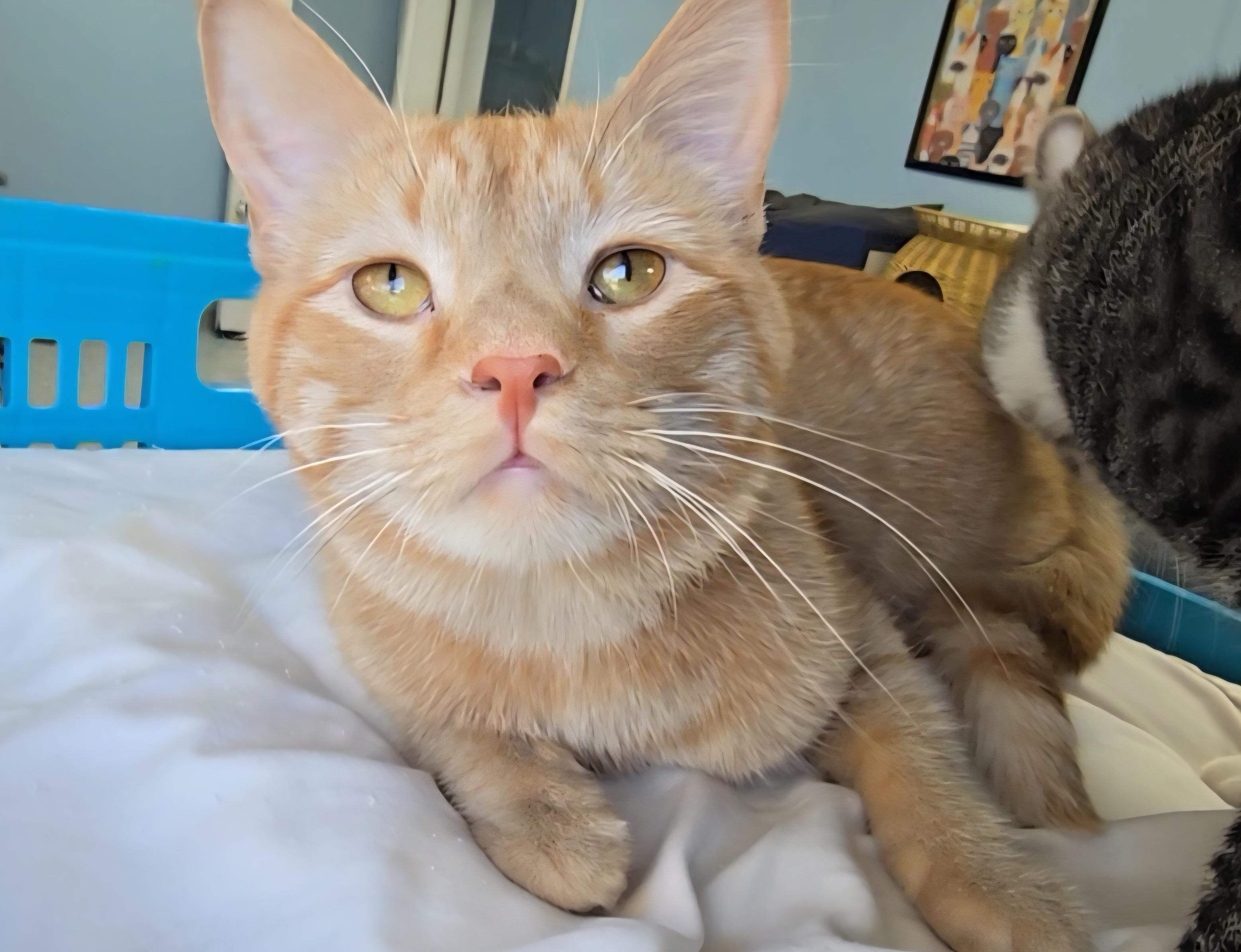 Titus, Adoptable, Adult Male Domestic Short Hair.