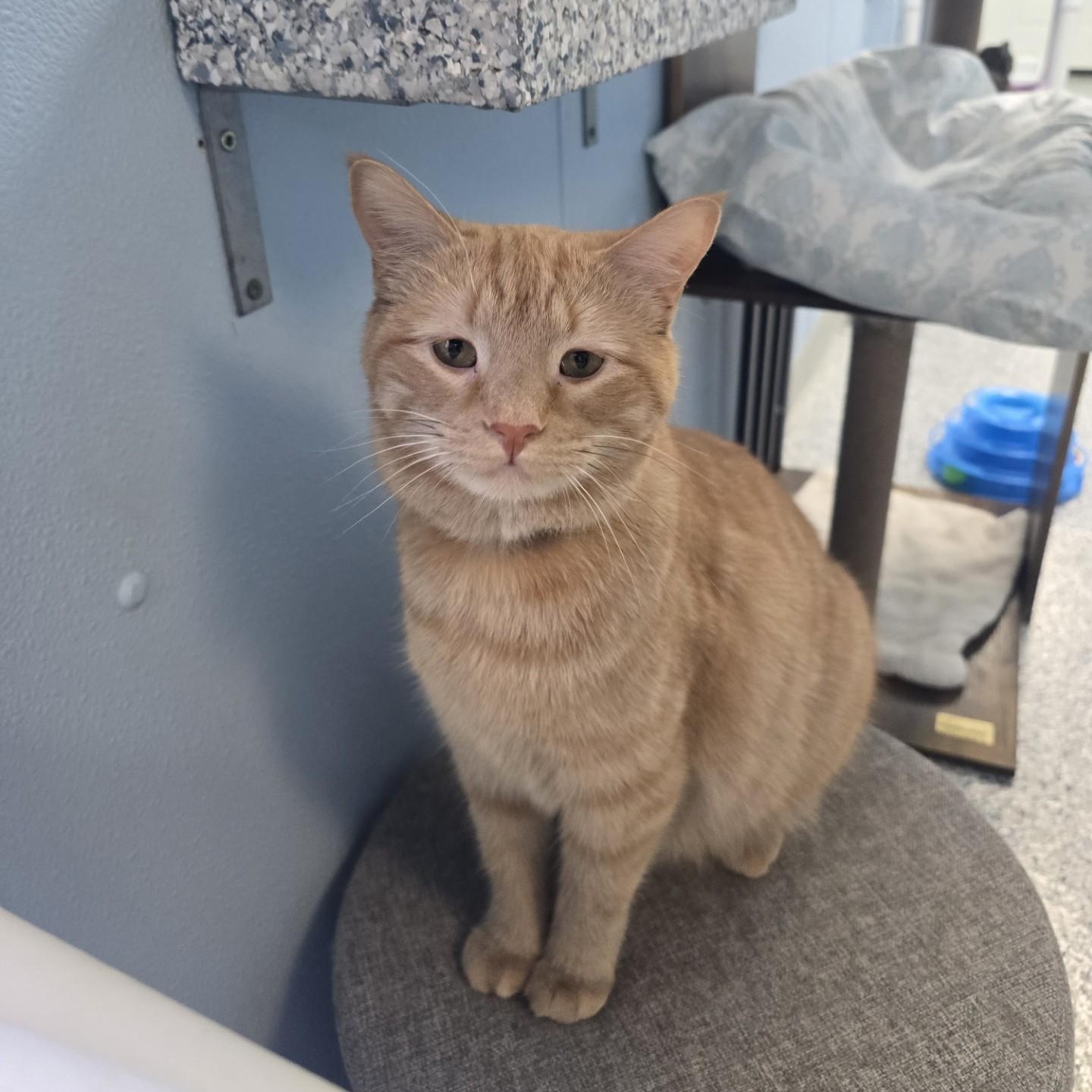 Enlarge Titus, a Adoptable Domestic Short Hair in Farmington, MO image 2/2