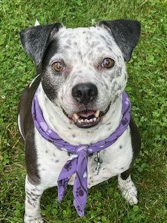Coco - Speckled Cutie!, a Adoptable Pit Bull Terrier in Oakhurst, NJ image 1/3
