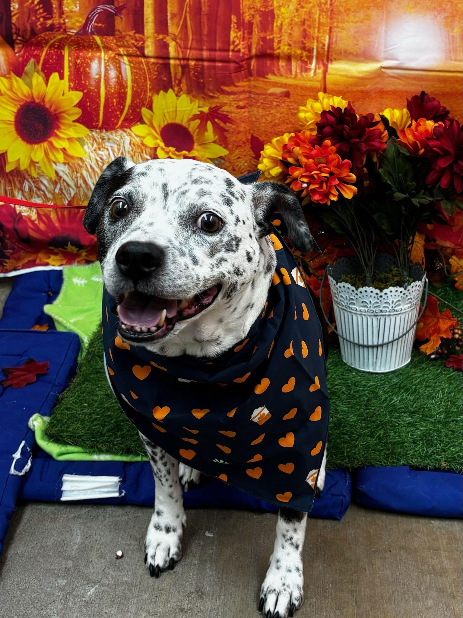 Coco  Speckled Cutie! thumbnail 2