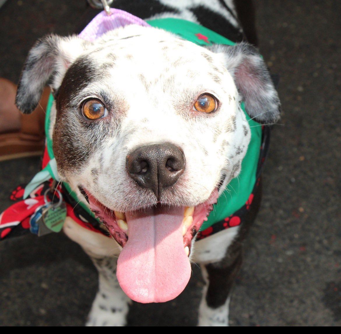 Coco - Speckled Cutie!, a Adoptable Pit Bull Terrier in Oakhurst, NJ image 3/3