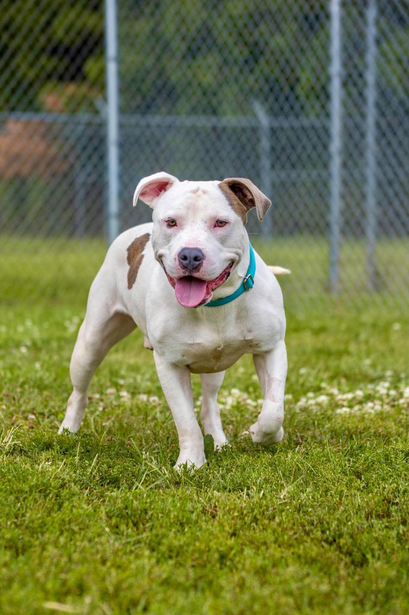 Enlarge Petey, a Adoptable mixed breed in Valparaiso, IN image 1/4