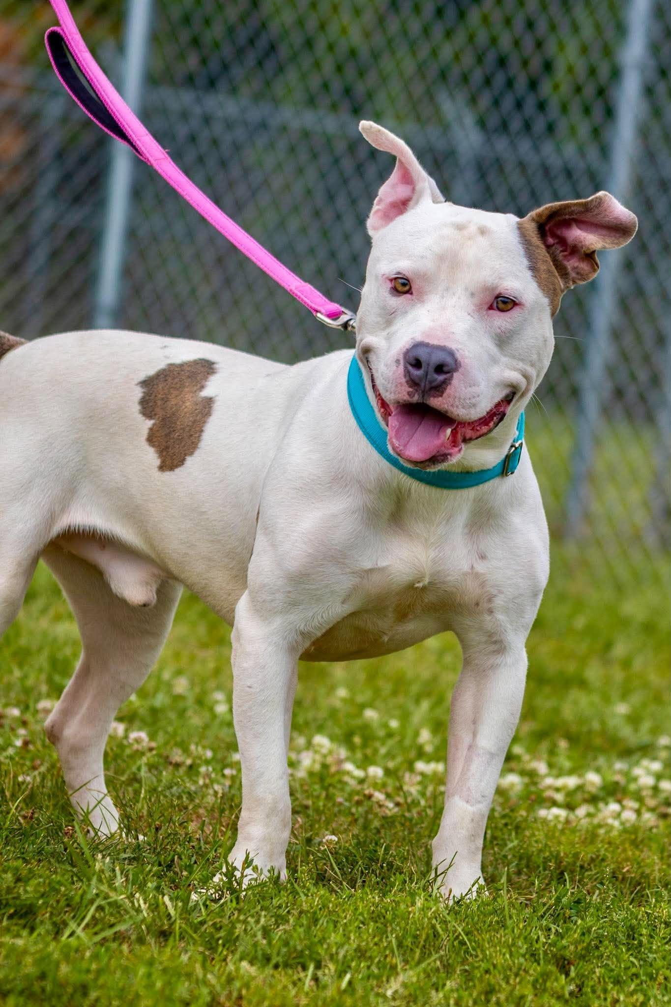 Enlarge Petey, a Adoptable mixed breed in Valparaiso, IN image 3/4