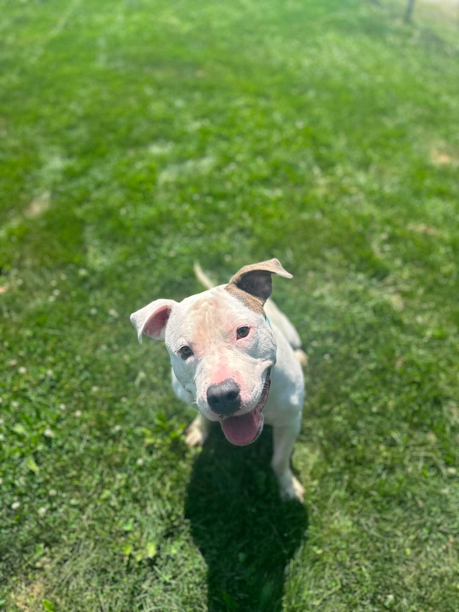 Enlarge Petey, a Adoptable mixed breed in Valparaiso, IN image 2/4