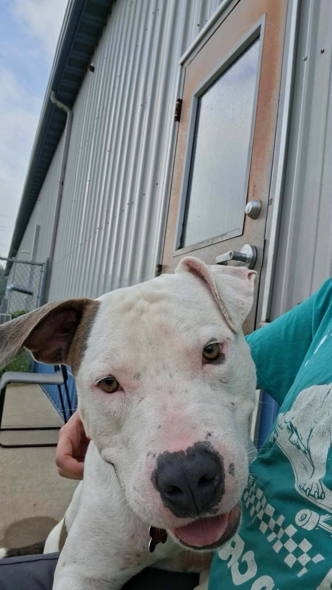 Enlarge Petey, a Adoptable mixed breed in Valparaiso, IN image 4/4