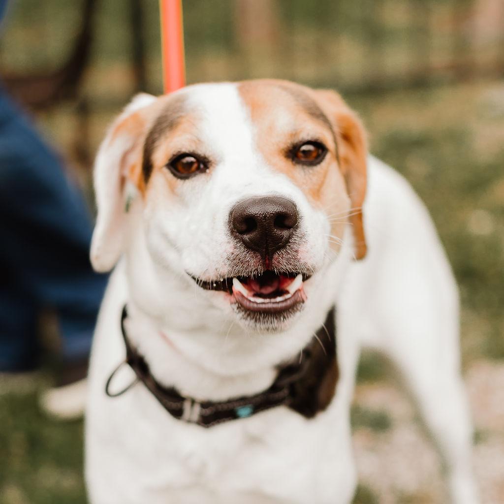 Enlarge Emmy Lou, a Adoptable mixed breed in Gallatin, TN image 1/4
