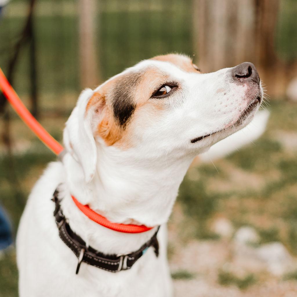 Enlarge Emmy Lou, a Adoptable mixed breed in Gallatin, TN image 2/4