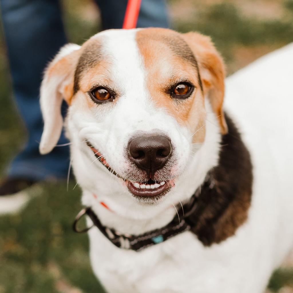 Enlarge Emmy Lou, a Adoptable mixed breed in Gallatin, TN image 4/4