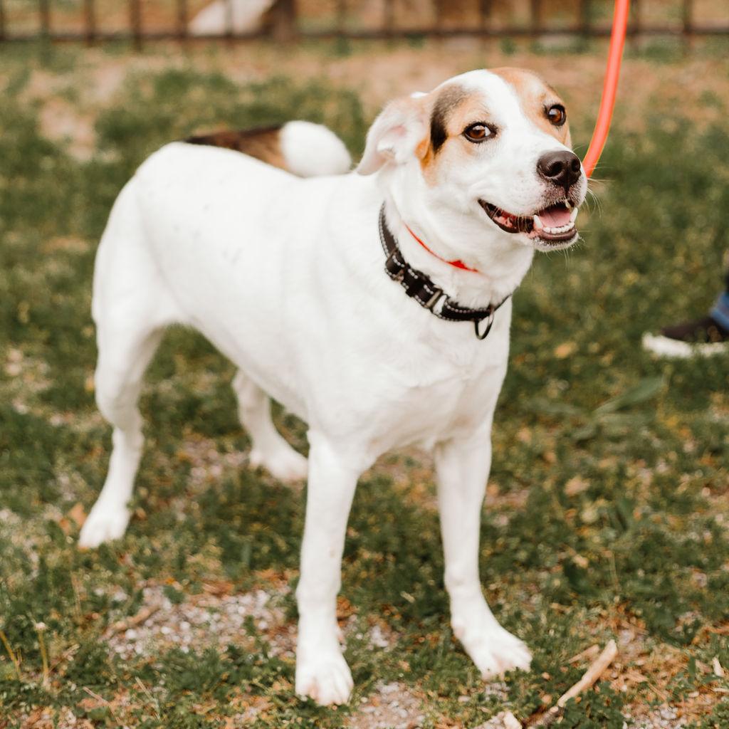 Enlarge Emmy Lou, a Adoptable mixed breed in Gallatin, TN image 3/4