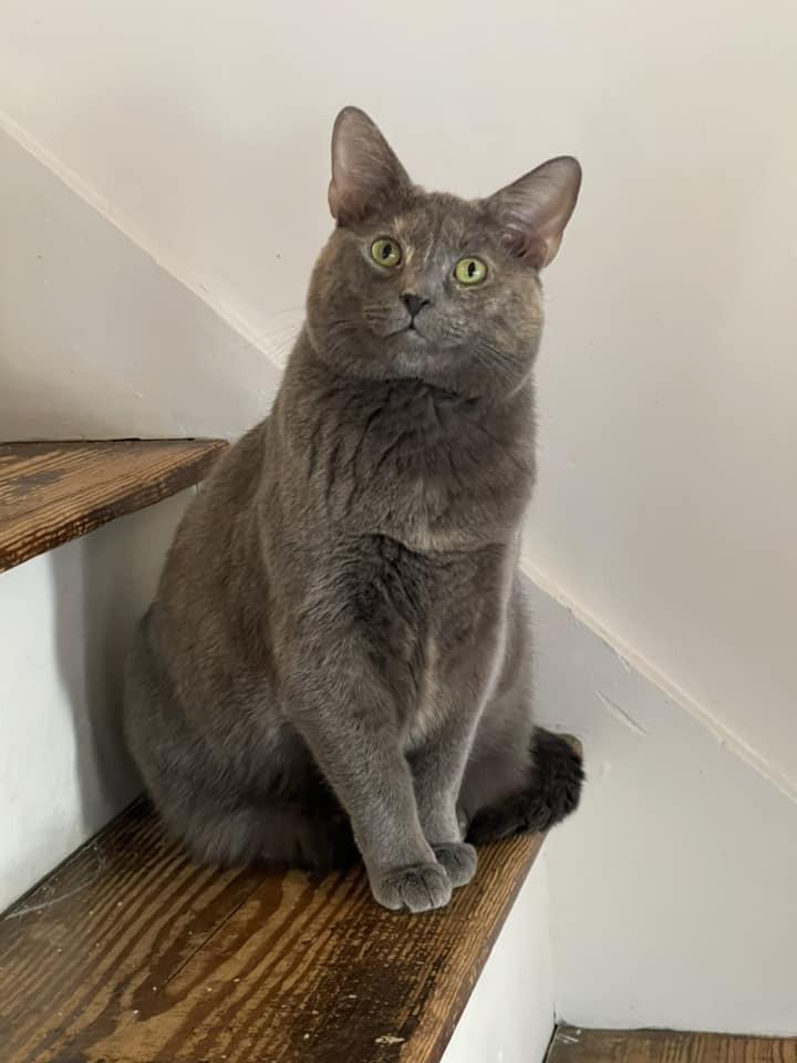 Enlarge Jova TCC, a Adoptable Domestic Short Hair in Mount Laurel, NJ image 1/6