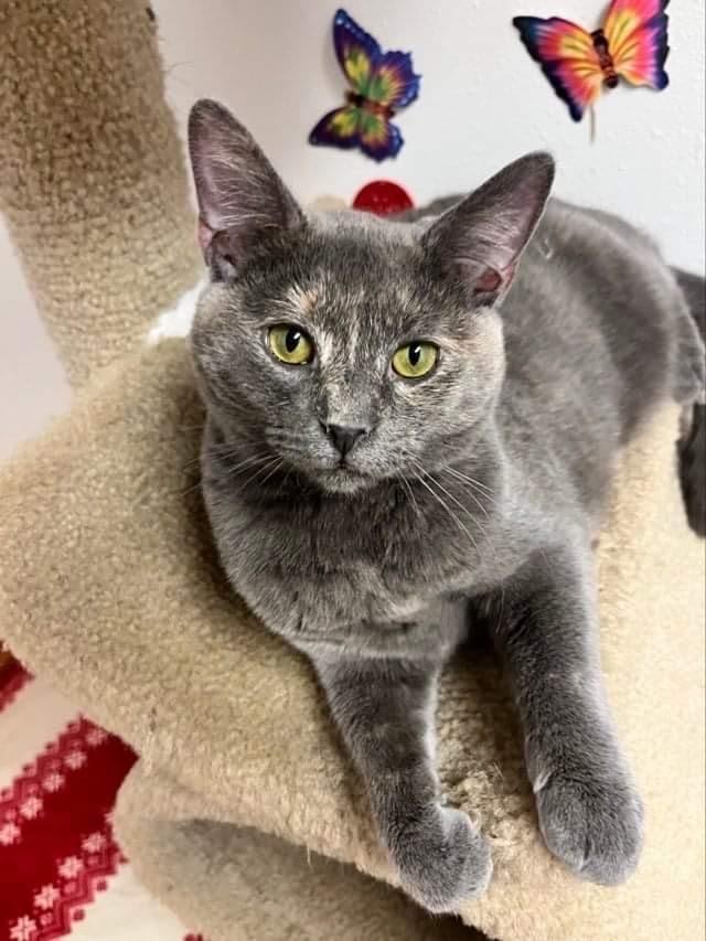Enlarge Jova TCC, a Adoptable Domestic Short Hair in Mount Laurel, NJ image 2/6