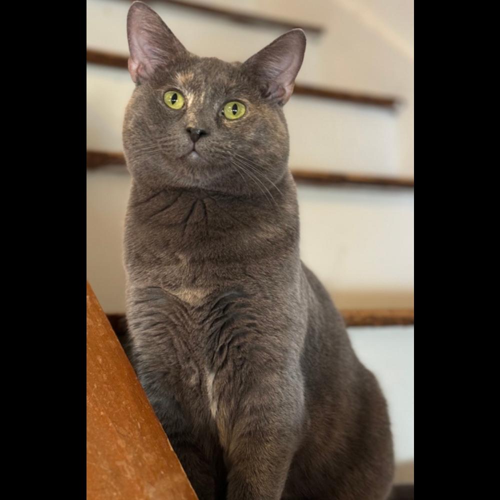 Enlarge Jova TCC, a Adoptable Domestic Short Hair in Mount Laurel, NJ image 3/6