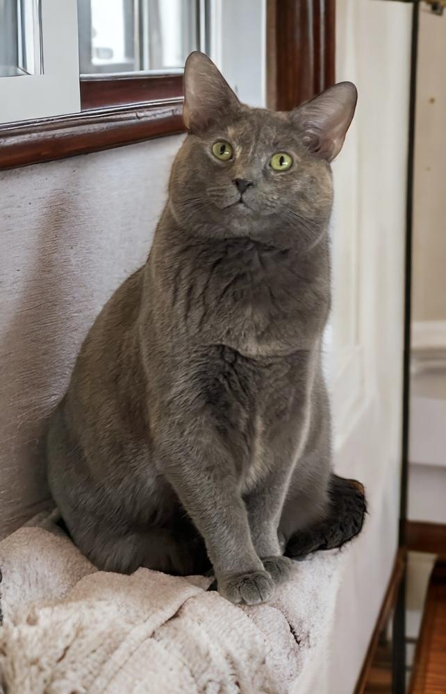 Enlarge Jova TCC, a Adoptable Domestic Short Hair in Mount Laurel, NJ image 4/6