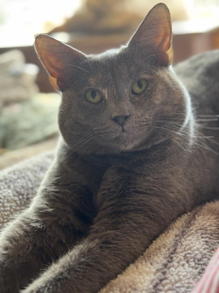 Enlarge Jova TCC, a Adoptable Domestic Short Hair in Mount Laurel, NJ image 5/6