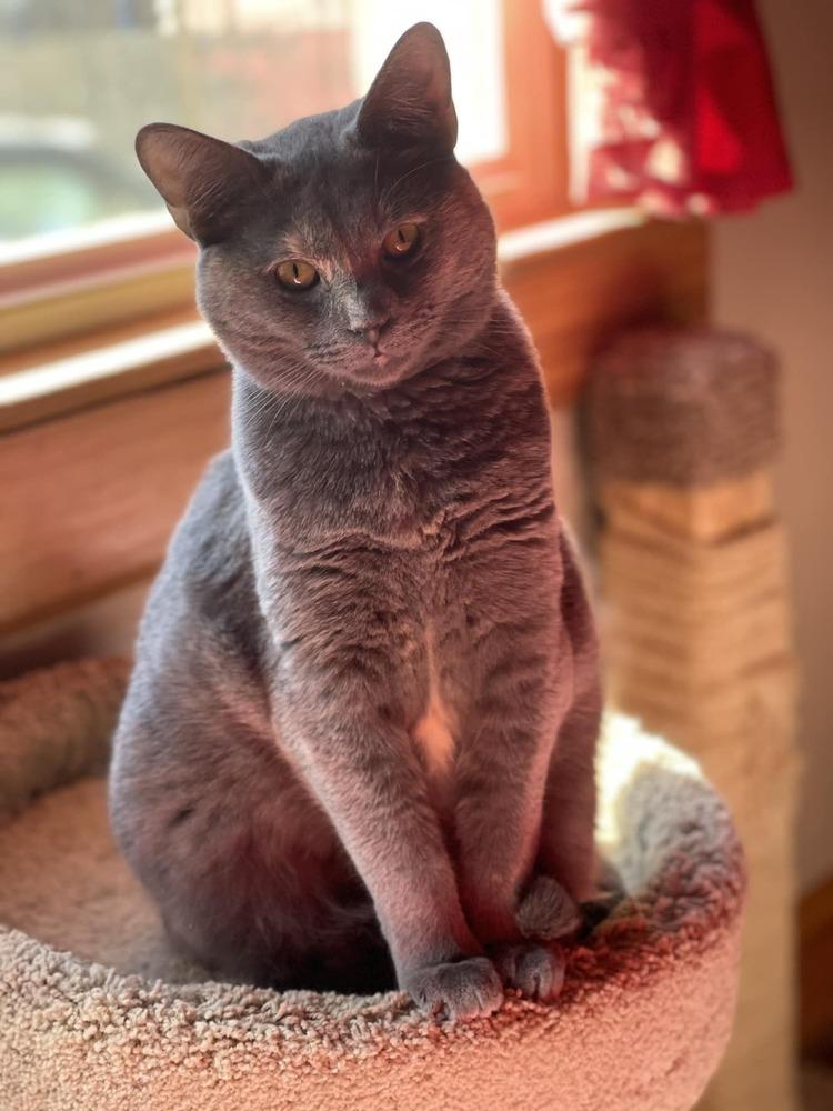 Enlarge Jova TCC, a Adoptable Domestic Short Hair in Mount Laurel, NJ image 6/6