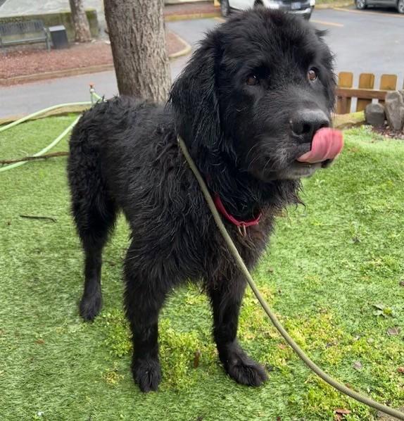Enlarge Groot, an adopted Newfoundland Dog in Phoenix, OR image 1/2
