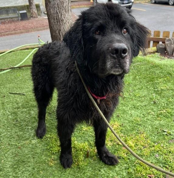 Enlarge Groot, an adopted Newfoundland Dog in Phoenix, OR image 2/2