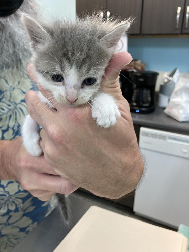 Enlarge Peanut (Moon), a Adopted Domestic Long Hair in Fort Walton Beach, FL image 1/1