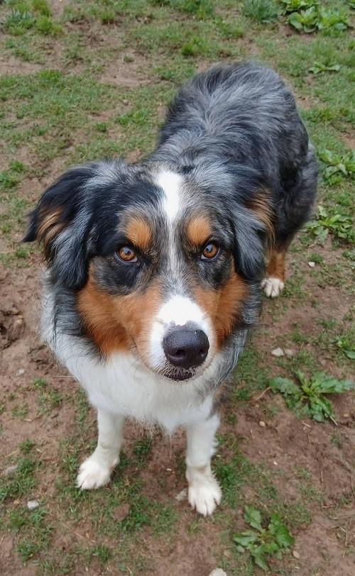 GONZO, a ADOPTABLE mixed breed in Pegram, TN image 5/5